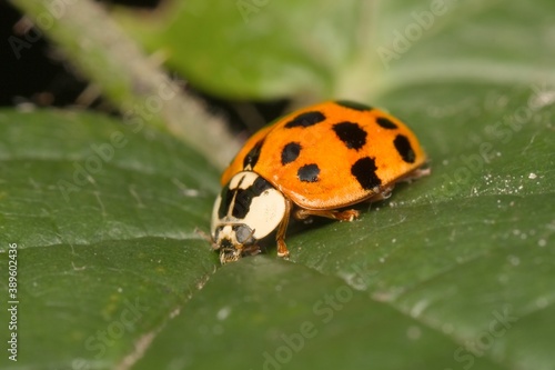Eastern ladybug on a leaf © Tomas