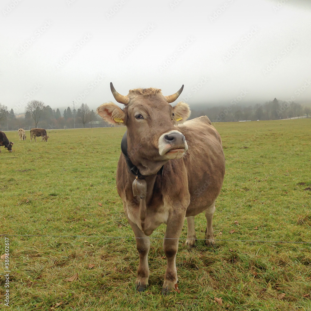 cow with a bell in austria