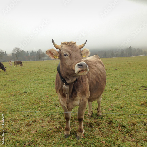 Fototapeta Naklejka Na Ścianę i Meble -  cow with a bell in austria