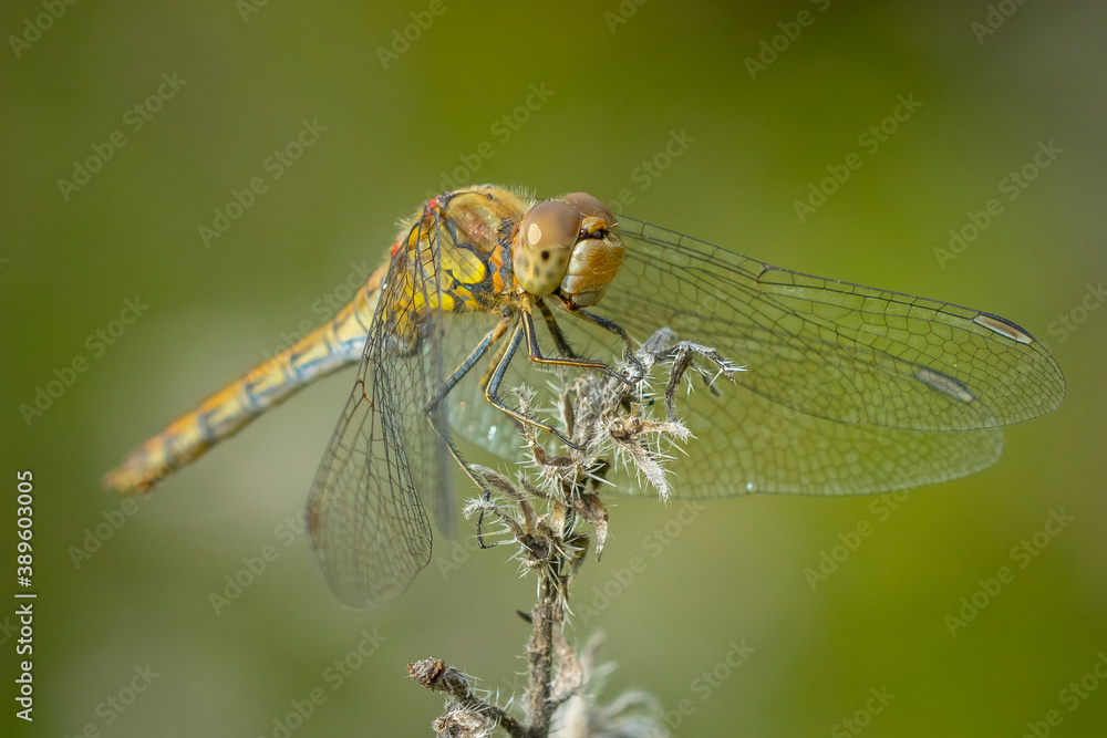 Common Darter Sympetrum striolatum female Common Darter Sympetrum striolatum female
