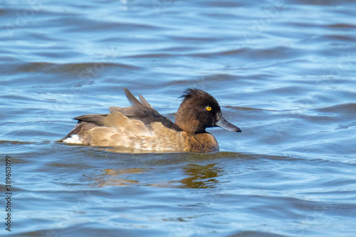 Tufted duck, Aythya fuligula, swimming