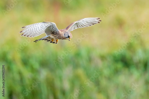 Kestrel falco tinnunculus closeup in flight © Sander Meertins