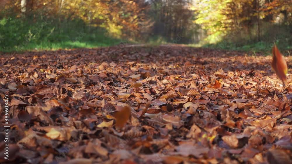 Falling autumn leaves in the forest. Falling autumn leaves in the forest.