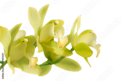 yellow orchid branch isolated on white
