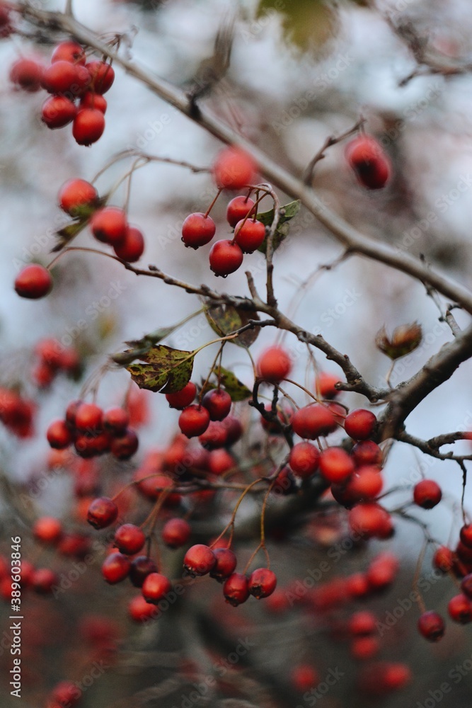 red berries on a branch