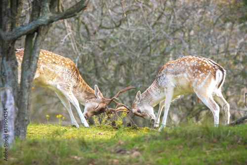 Two Fallow deer stags  dama dama  fighting in rutting season