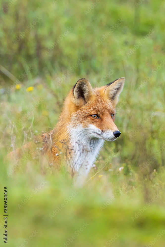 Young Wild red fox, vulpes vulpes, juvenile