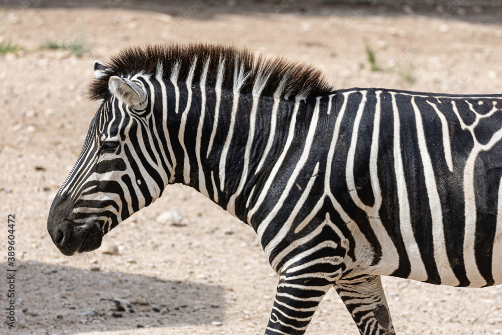 young zebra in a corral of a farm young zebra in a corral of a farm