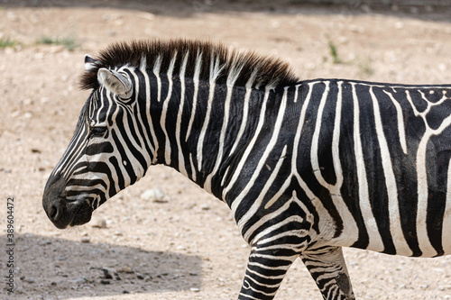 young zebra in a corral of a farm