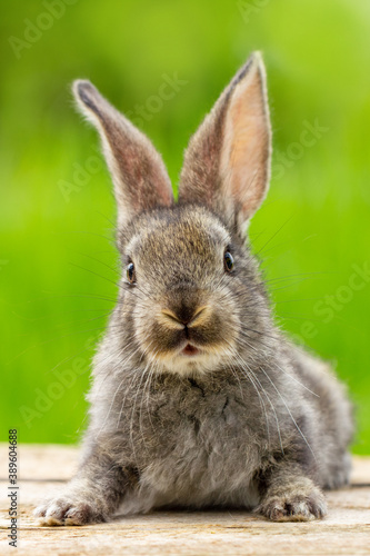 Portrait of a cute fluffy gray rabbit with ears on a natural green background © Екатерина Переславце