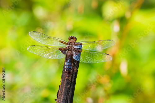 Libellula depressa, the broad-bodied chaser or broad-bodied darter male