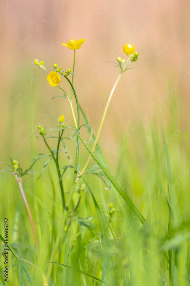 Yellow flowers of Ranunculus acris blooming in a meadow Yellow flowers of Ranunculus acris blooming in a meadow