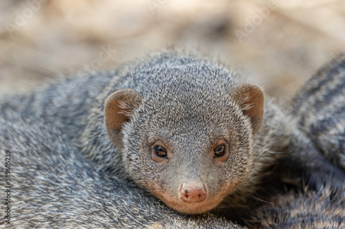 portrait of a little mongoose taking a nap