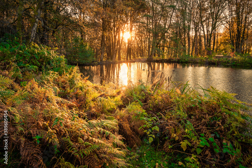 Sunrise at Fishpond Wood photo