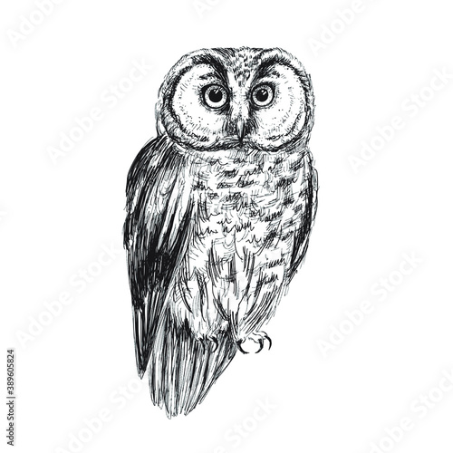 Boreal owl sketch isolated on white background. Vintage bird vector illustration.