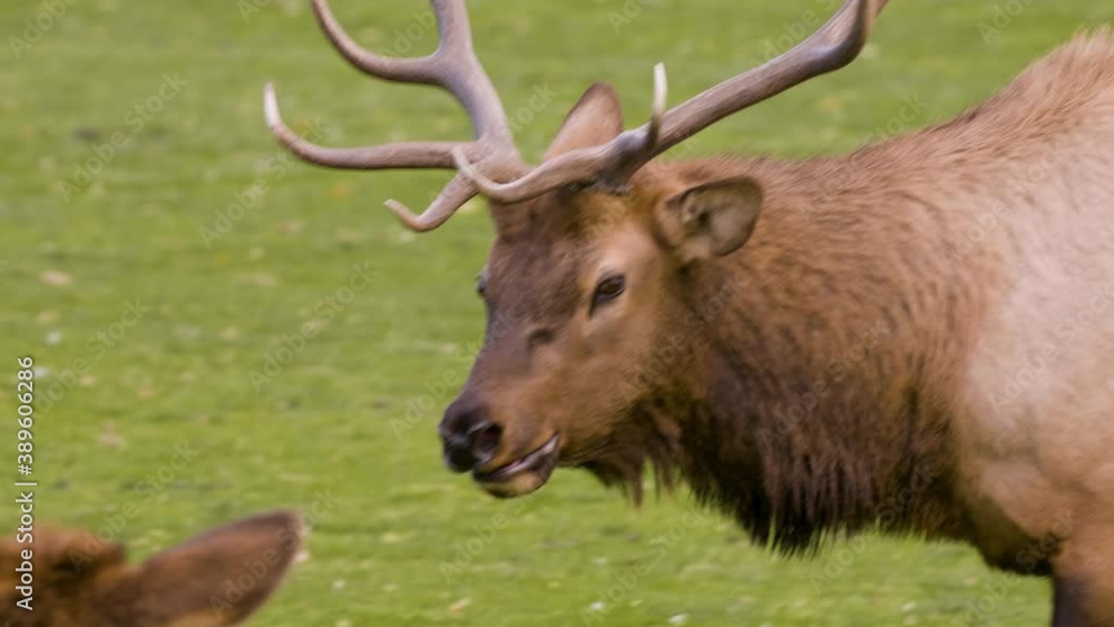 A herd of wild elks grazing on grass A herd of wild elks grazing on grass