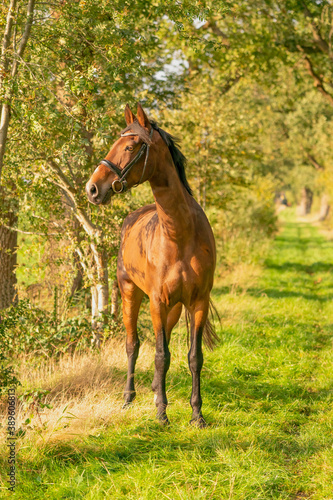 A brown horse on a forest trail in the autumn evening sun