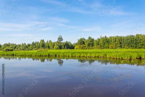 Summer landscape. Lake in the forest.