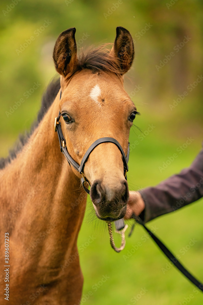 Portrait of buckskin foal, the horse with halter stands in the forest. Autumn sun Portrait of buckskin foal, the horse with halter stands in the forest. Autumn sun