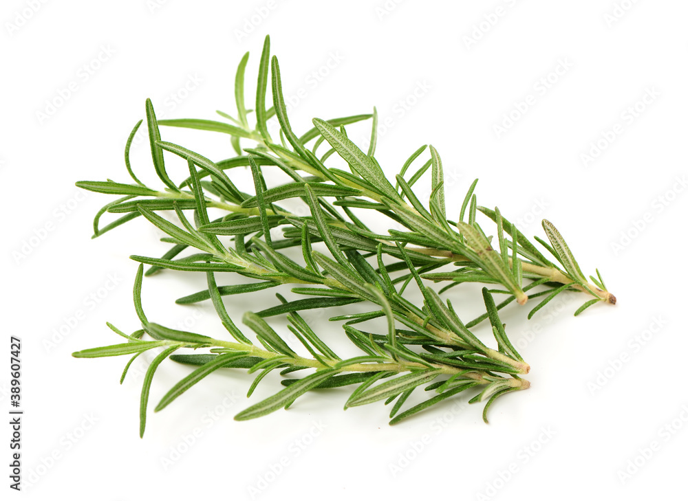 Branch of rosemary on white background. 