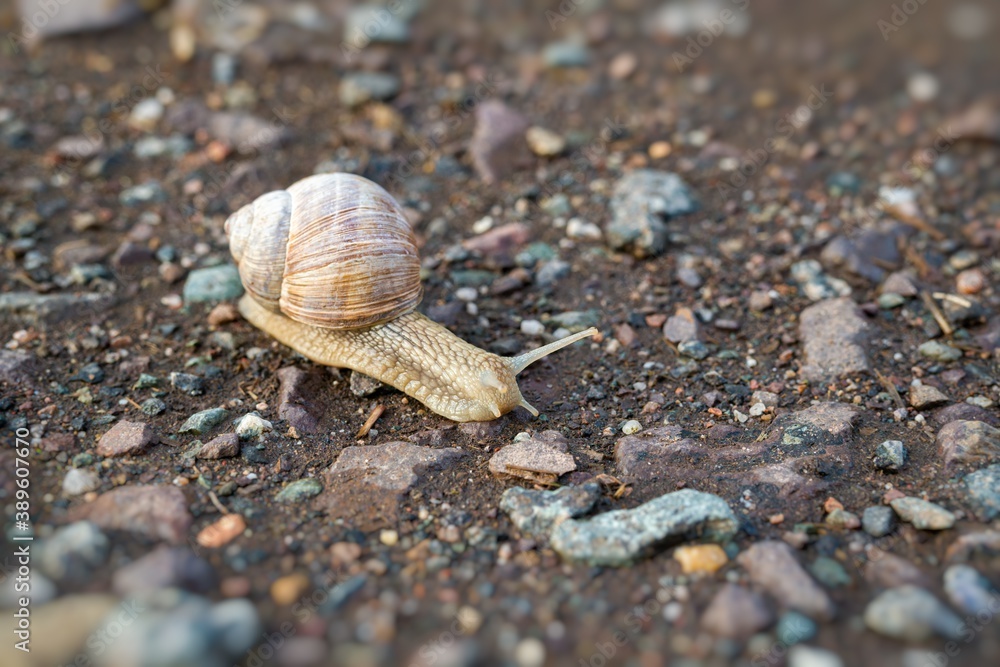 Snail crawling on ground after rain.