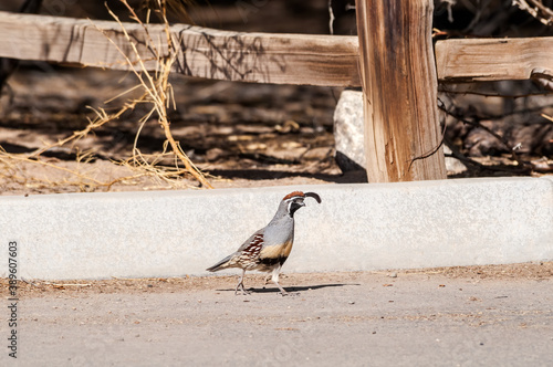 Gambel's Quail (Callipepla gambelii) male on Salton Sea area, Imperial Valley, California, USA photo