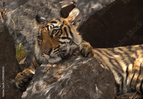 Closeup of Tiger cub relaxing on the rock, Ranthambore Tiger Reserve
