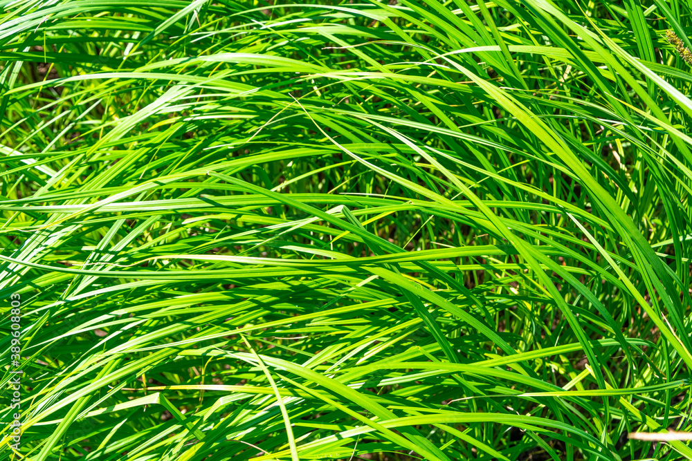 Tall bright lush green grass. Grass texture Tall bright lush green grass. Grass texture