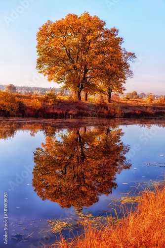 Sunny autumn day on the river and a beautiful yellow oak tree on the bank. Beautiful reflection of an autumn tree in the water. Selective focus only in the foreground with a blurred abstract backgroun