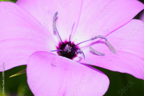 淡いピンク色の花と紫色の雄蕊のクローズアップ