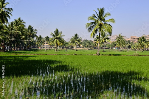 Flooded rice fields and palm trees. Tropical freshness landscape with green bright colors and clear blue sky. Hampi, Karnataka, India