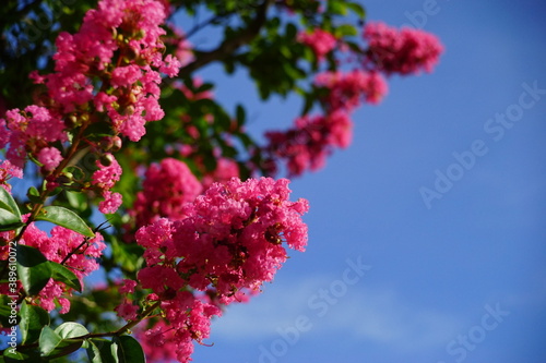 ピンク色のサルスベリの花と青空