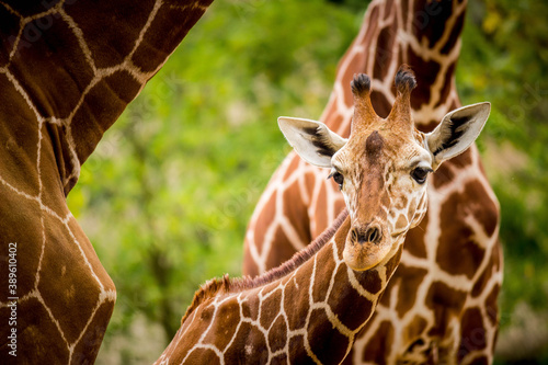 Photography portrait of a giraffe
