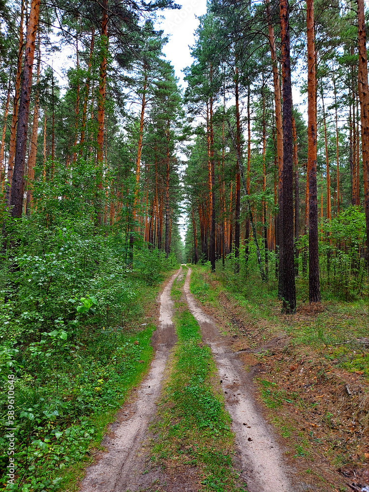 The road in the pine forest, stretching into the distance. The road in the pine forest, stretching into the distance.
