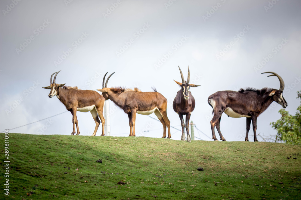 deer in the wild deer in the wild