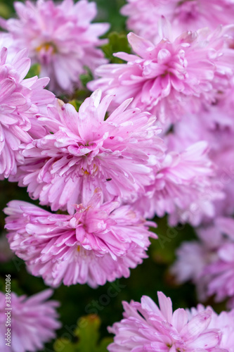 Pink fluffy aster flowers with yellow centers and insects  flies  on fragile petals