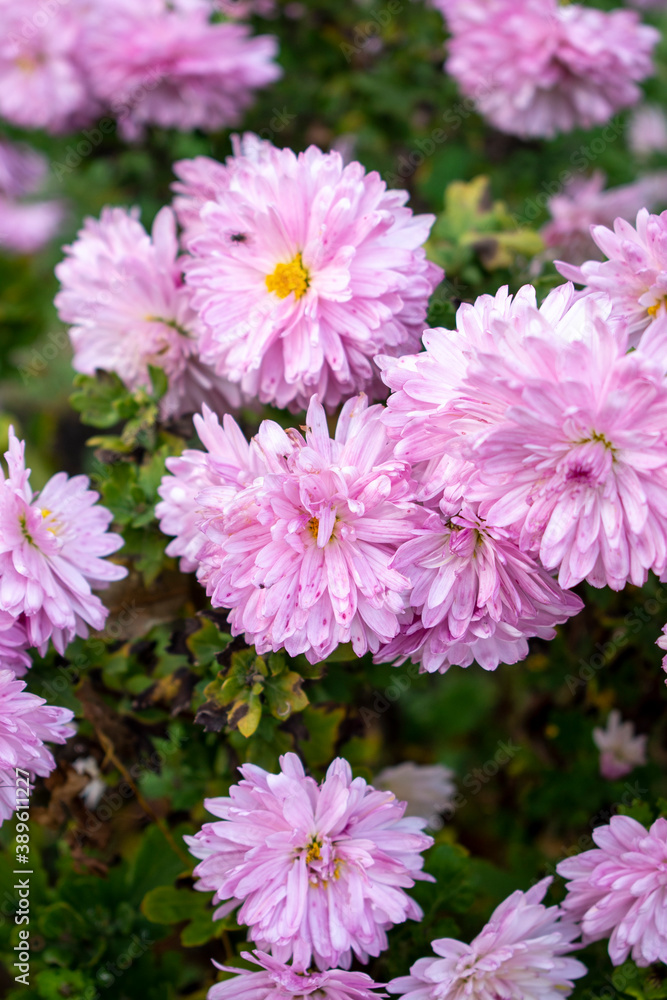 Pink fluffy aster flowers with yellow centers and insects (flies) on fragile petals Pink fluffy aster flowers with yellow centers and insects (flies) on fragile petals