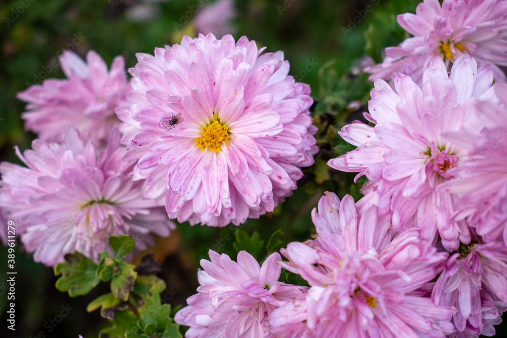 Pink fluffy aster flowers with yellow centers and insects (flies) on fragile petals Pink fluffy aster flowers with yellow centers and insects (flies) on fragile petals