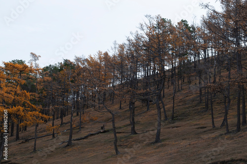 
Baykal ozero prsnaya voda 
flora bereg zapovednik Rossiya Irkutsk park ostrov Ol'khon skaly derev'ya nasypi pesok zaliv laguna kamni gory sopki liniya gorizonta panoramma osen' voda volny puteshestvi photo