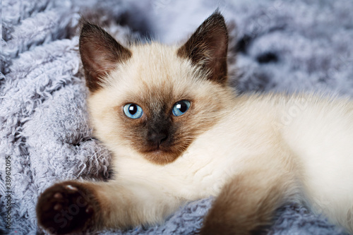 Obraz na plátně Balinese cat, Balinese kitten on gray background