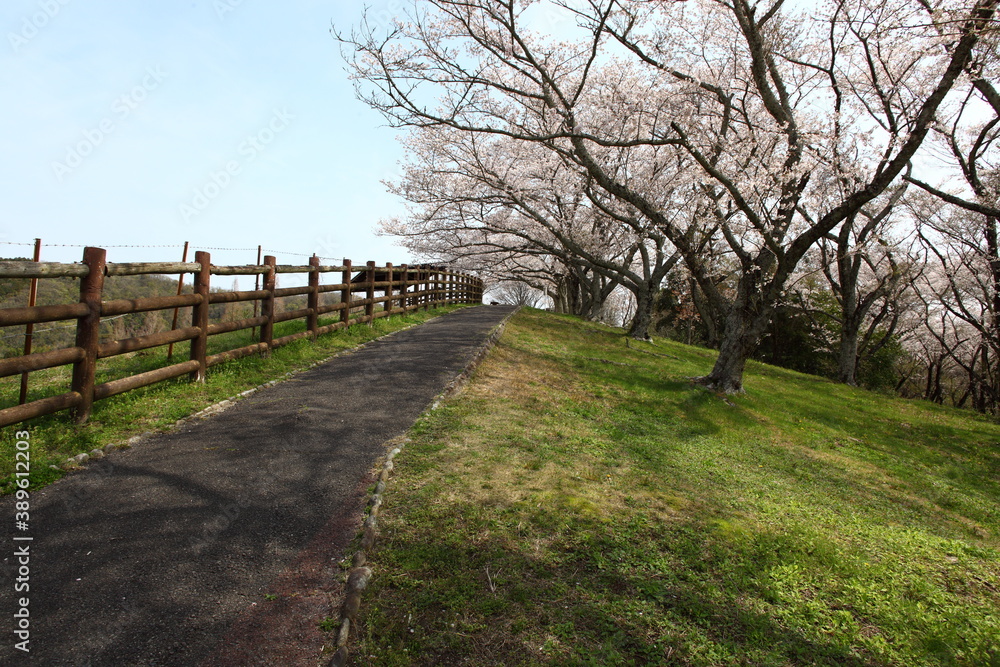 牧場の道と桜