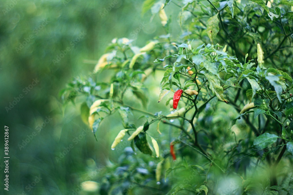 Close up of chili pepper with dew in the field