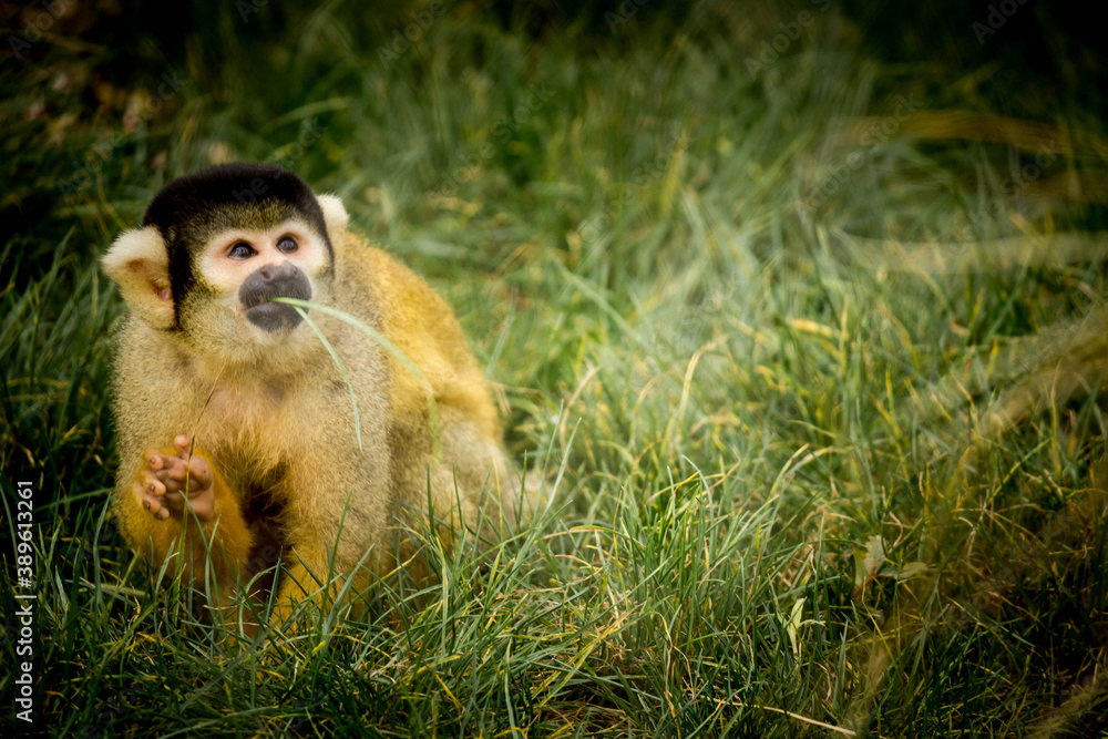 Obraz premium a long macaque