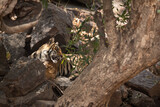 Tiger cub at Ranthambore Tiger Reserve