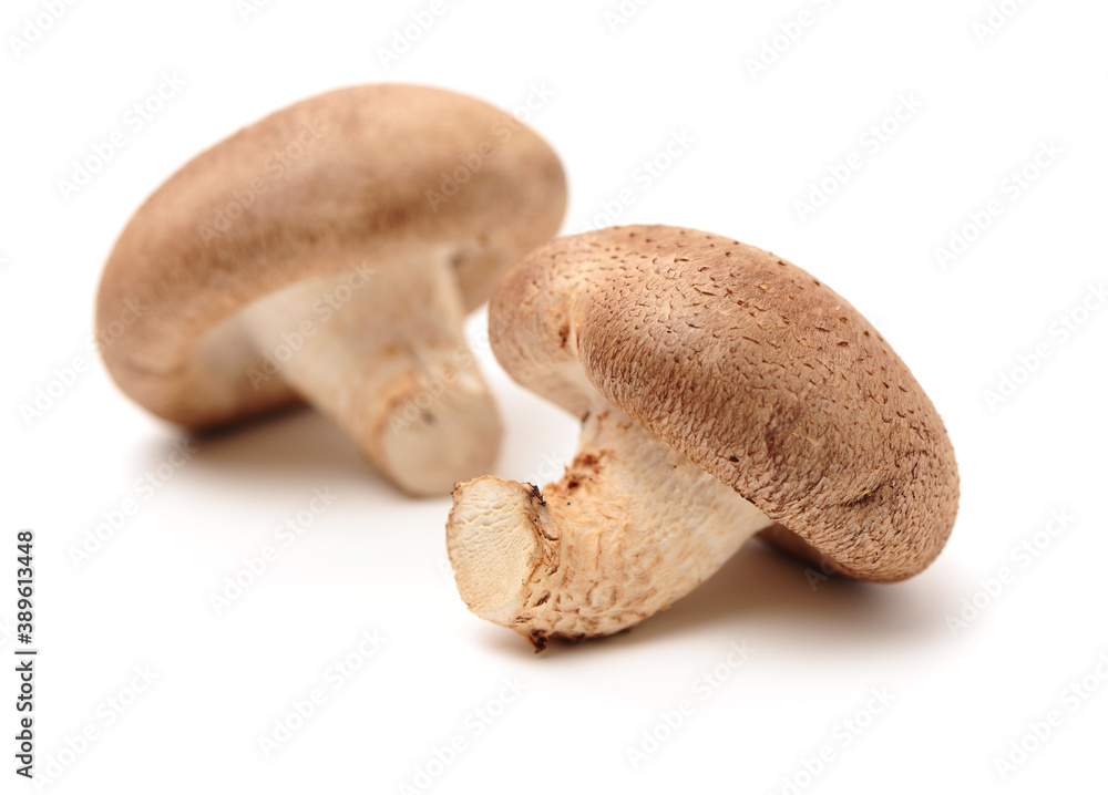 Shiitake mushroom on the White background Shiitake mushroom on the White background