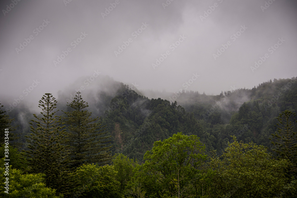Foggy tropical forest tree tops