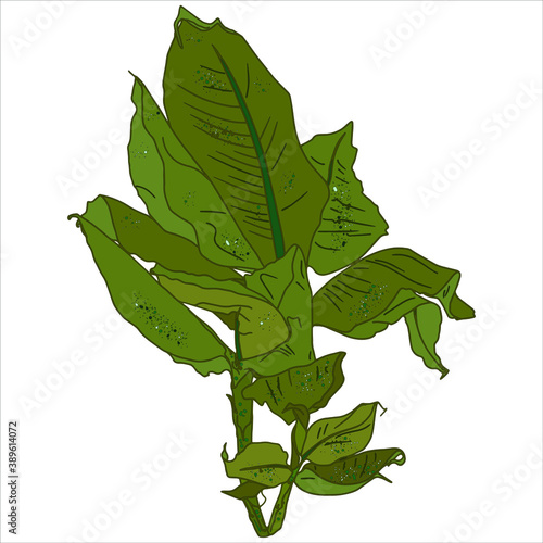 Vector illustration of a freehand line banana tree, homemade banana. For printing logos, icons, florists, blank for designers