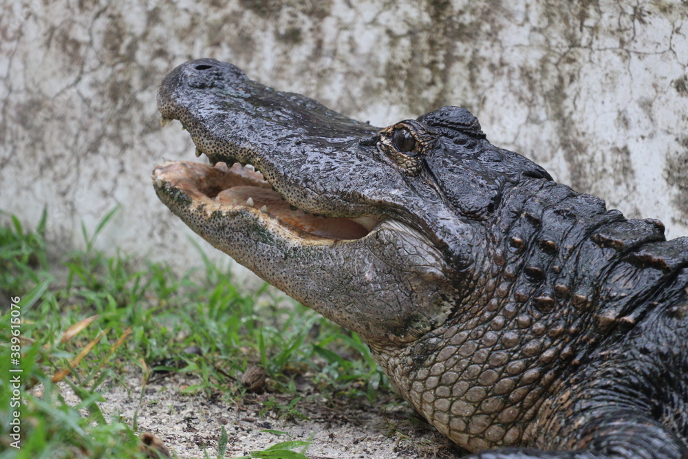 Alligator Alligator