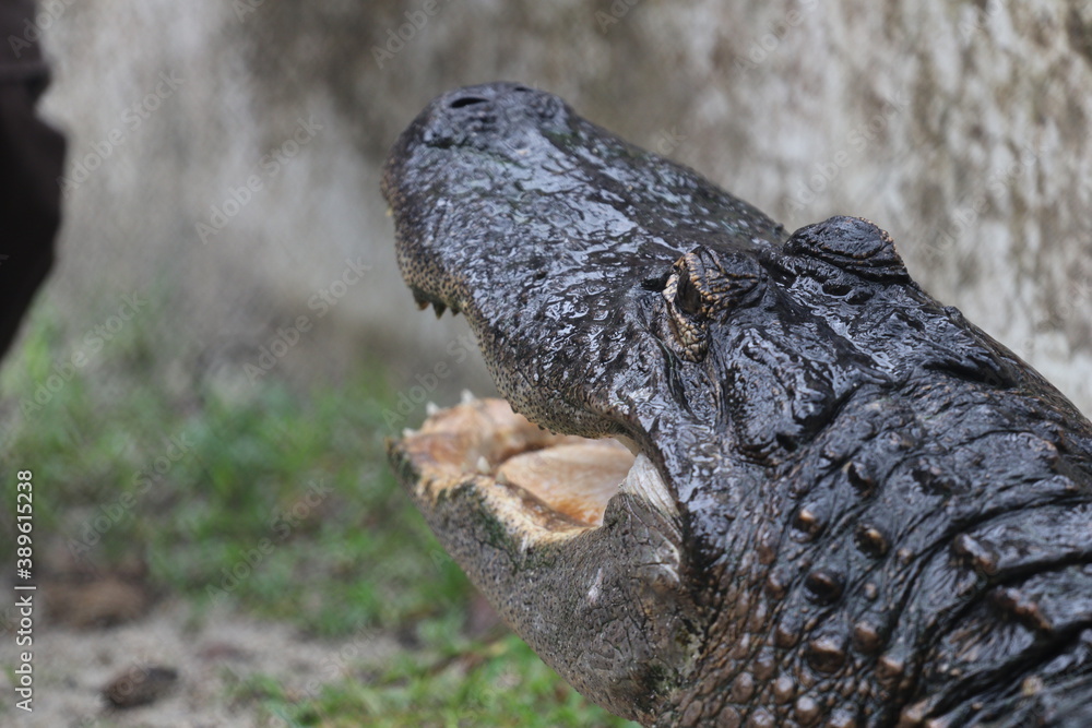 Obraz premium Alligator