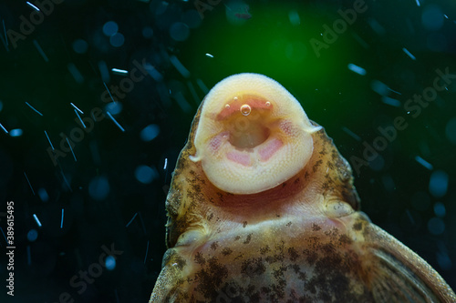An algae eater fish sucking algae off aquarium tank wall, detailed close up texture of fish mouth and underside of the body, dark green blurred background with bokeh air bubbles